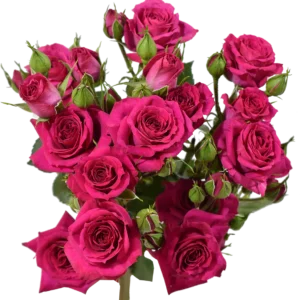 FIRE UP SPRAY ROSE