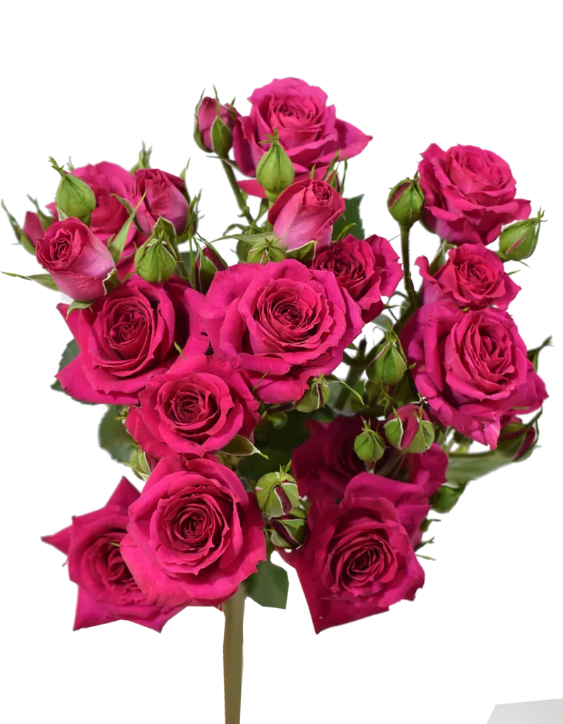 Fire Up Spray Rose