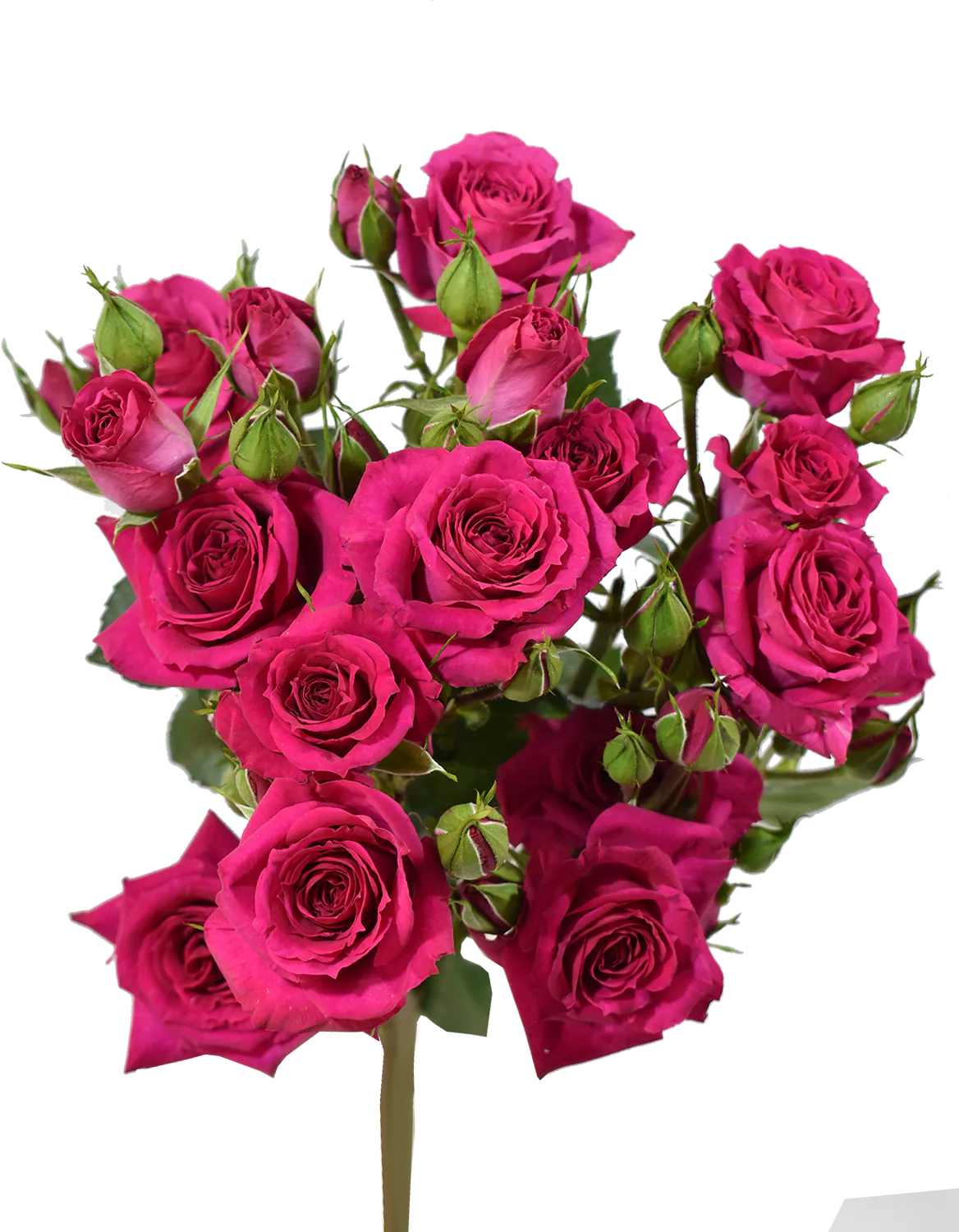 Fire Up Spray Rose — Spray Roses