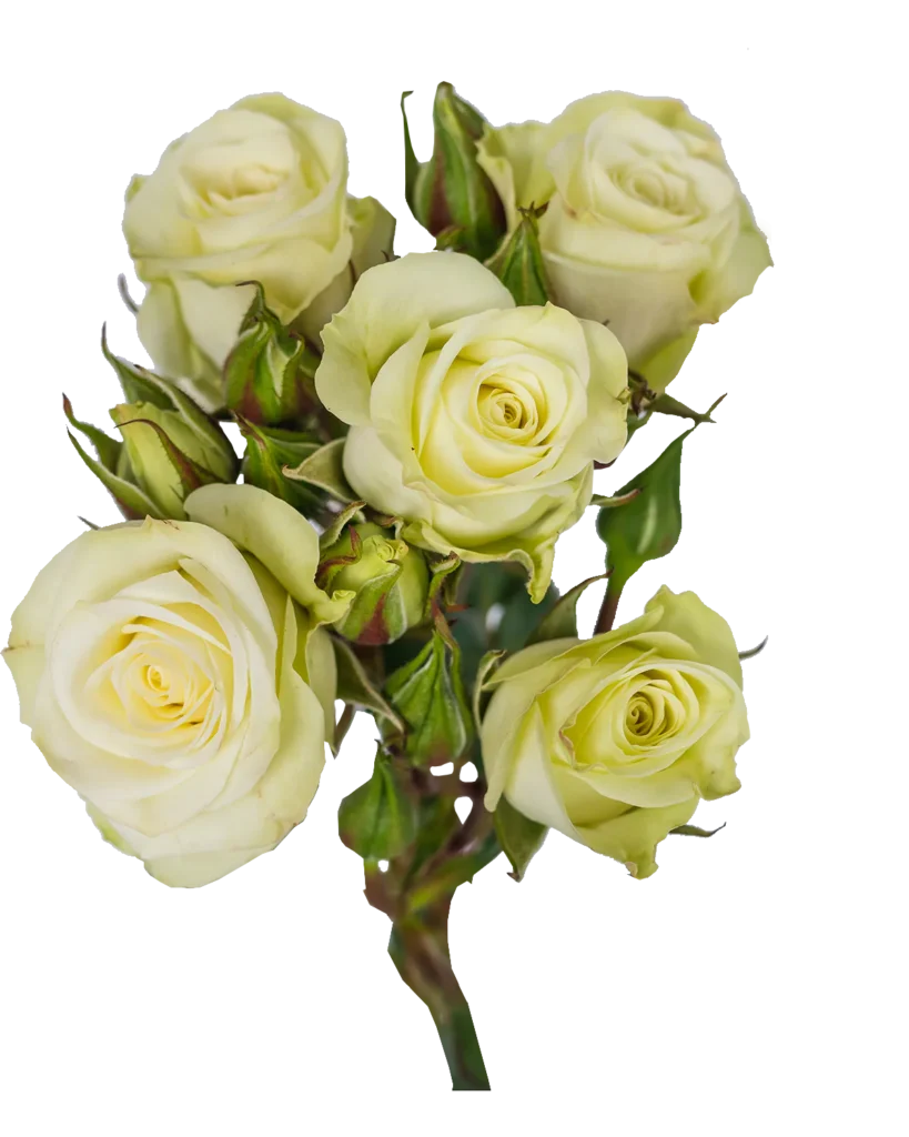 Floreana Spray Rose