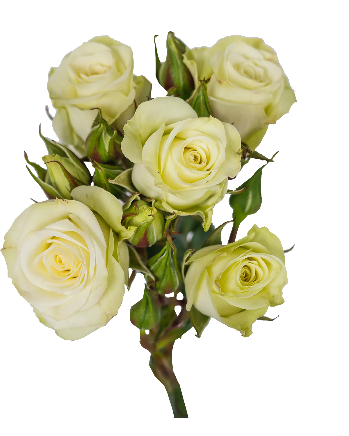 Floreana Spray Rose — Spray Roses