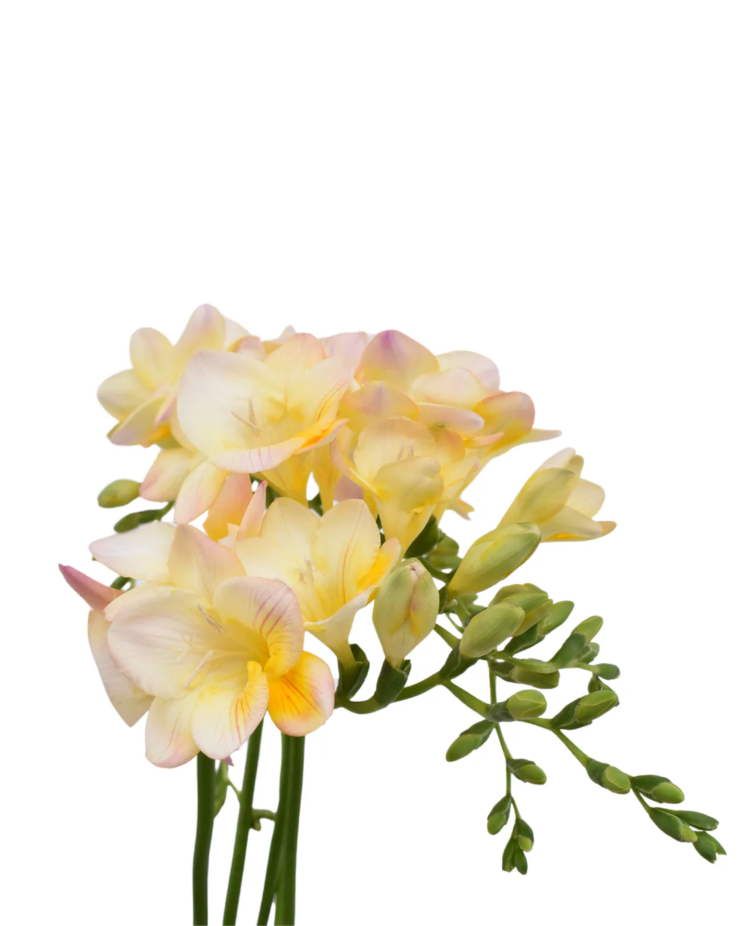 Freesia Cream — Freesias