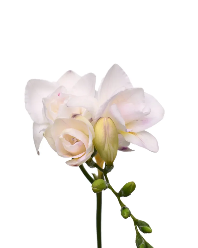 Freesia Light Lavender