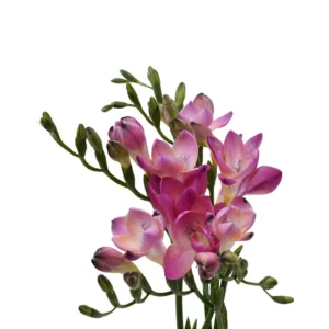 FREESIA PINK