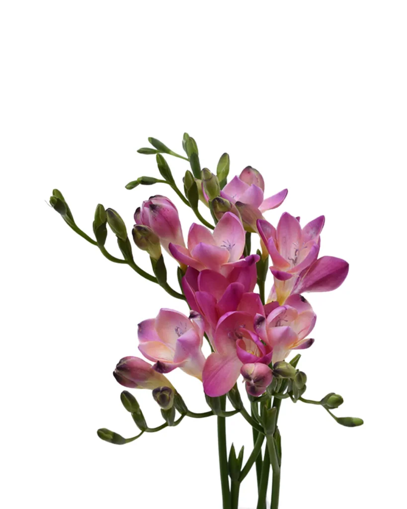 Freesia Pink