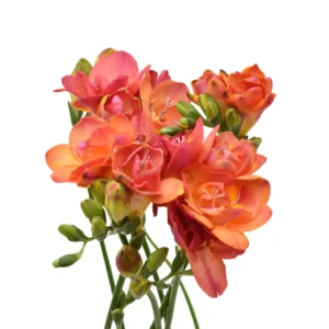 FREESIA TROPICAL