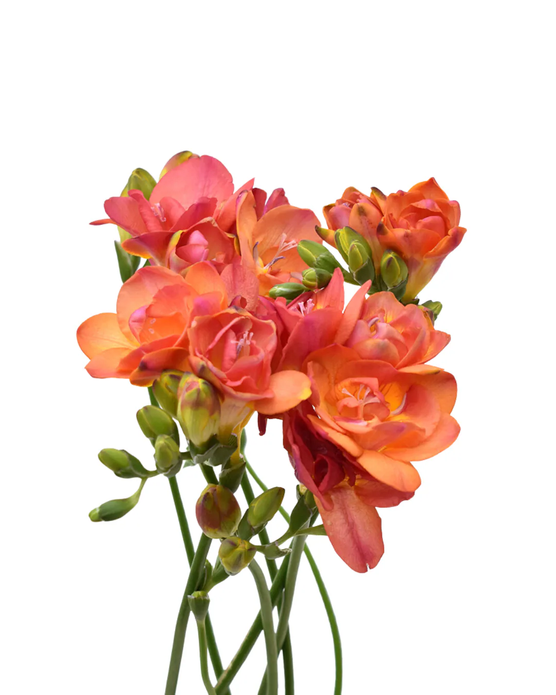 Freesia Tropical — Freesias