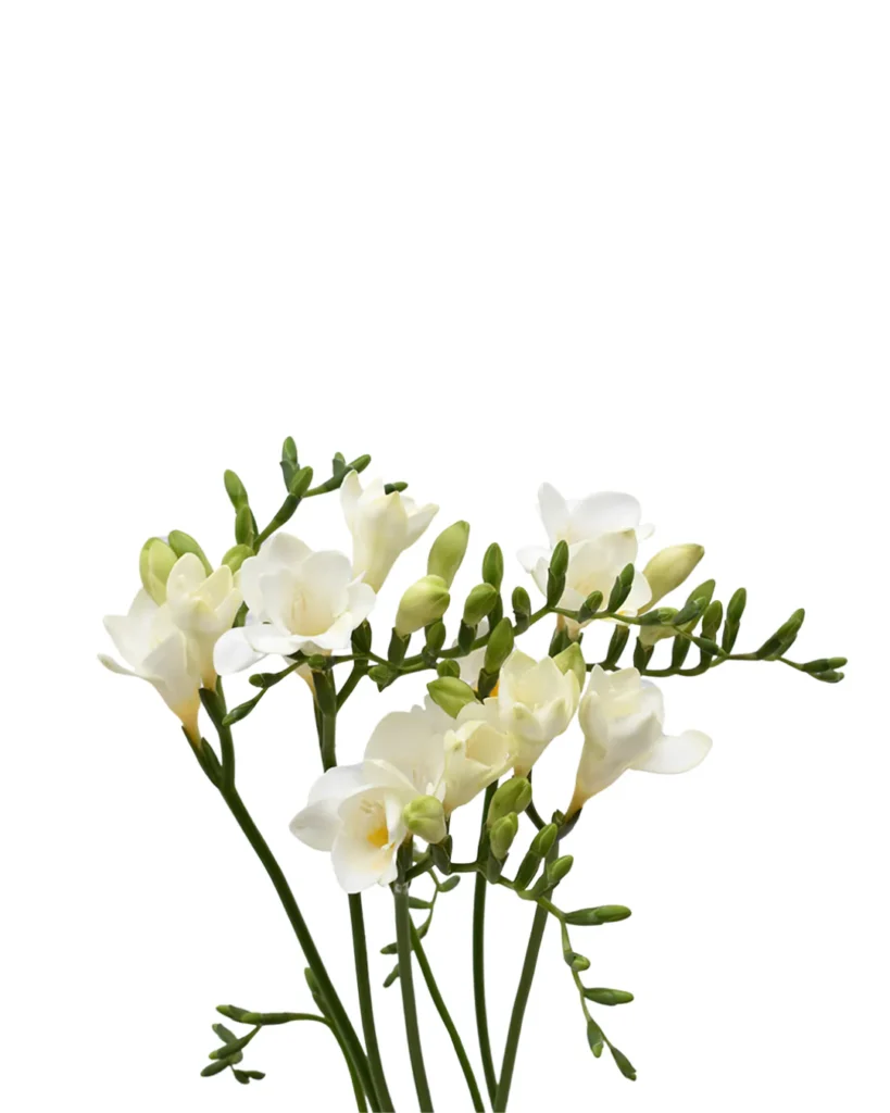 Freesia White