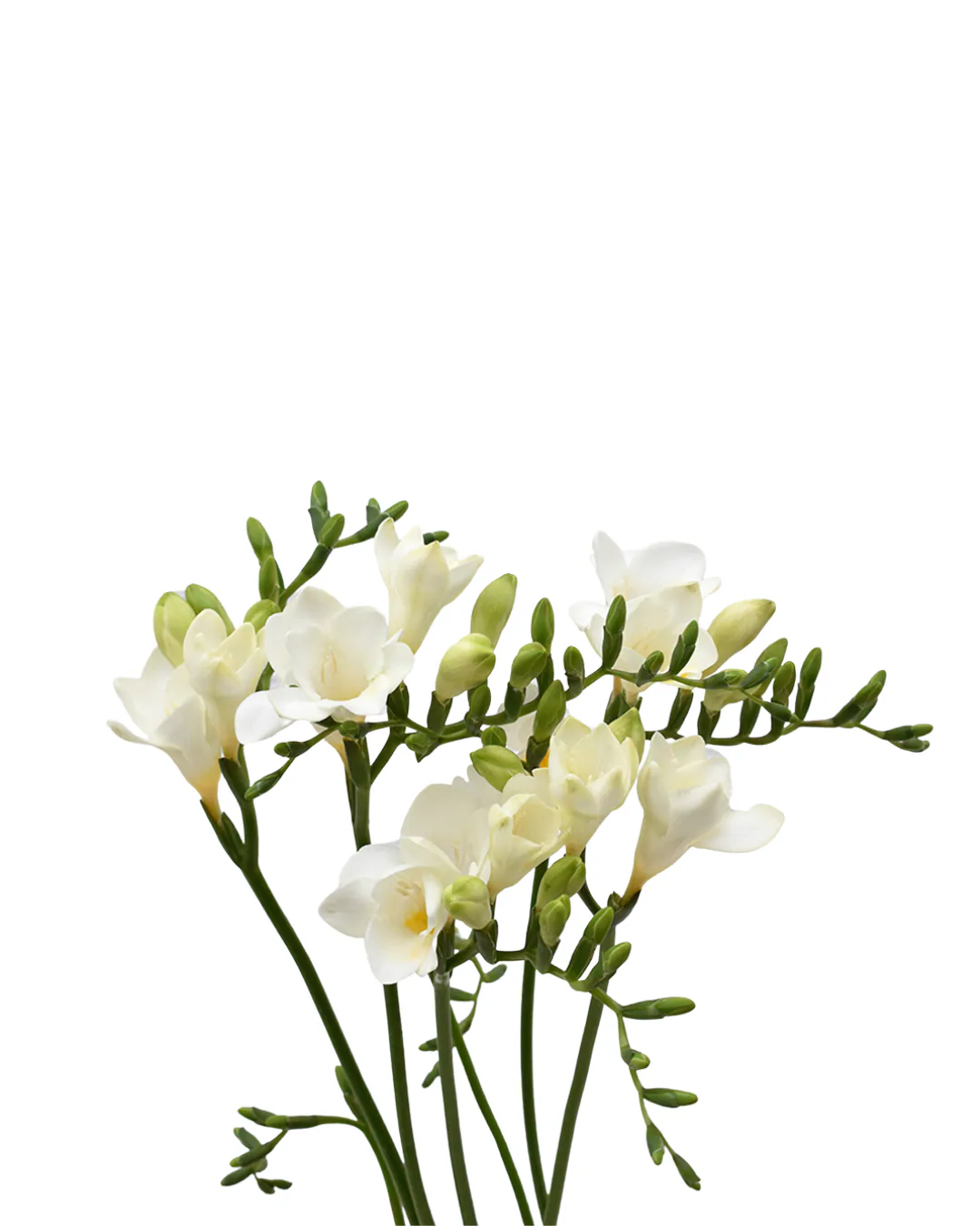 Freesia White — Freesias