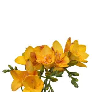 FREESIA YELLOW