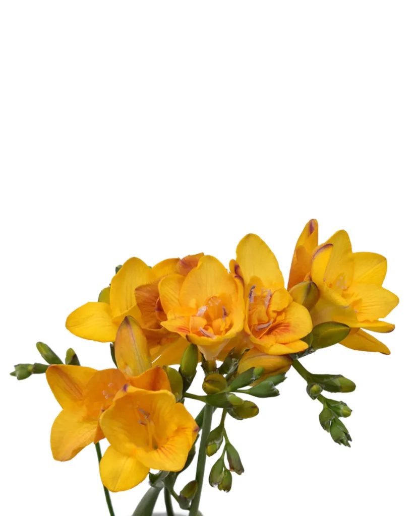 Freesia Yellow
