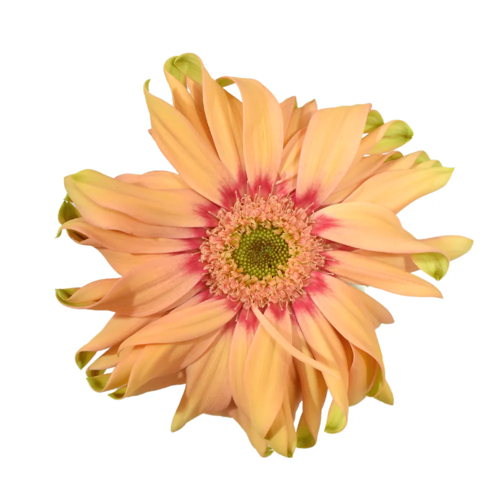 Mini Gerbera Pasta Rosatta