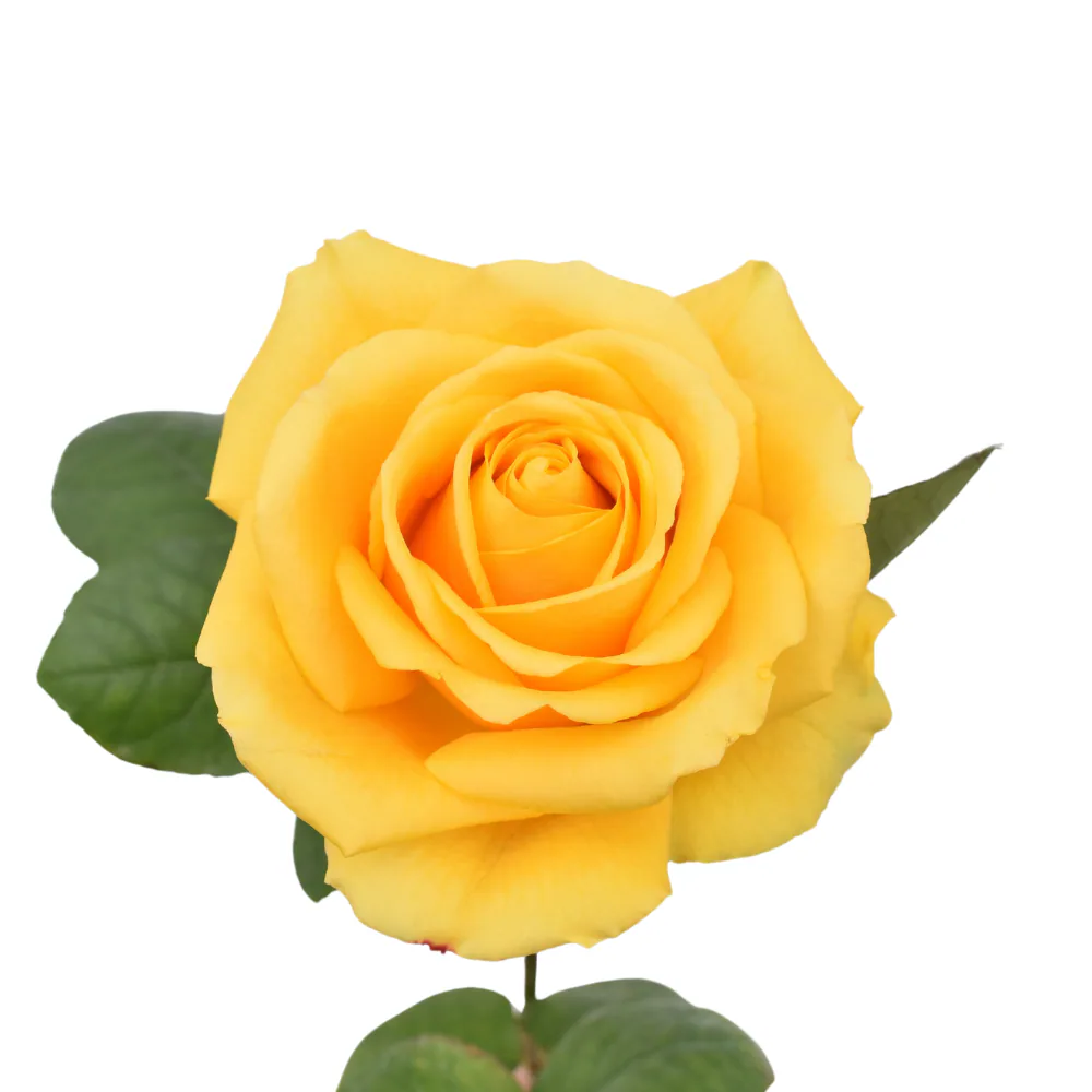 Golden Glory