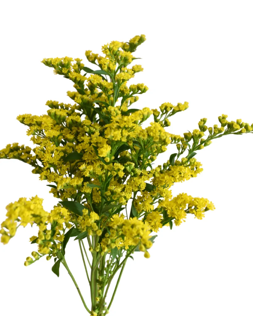 Golden Solidago