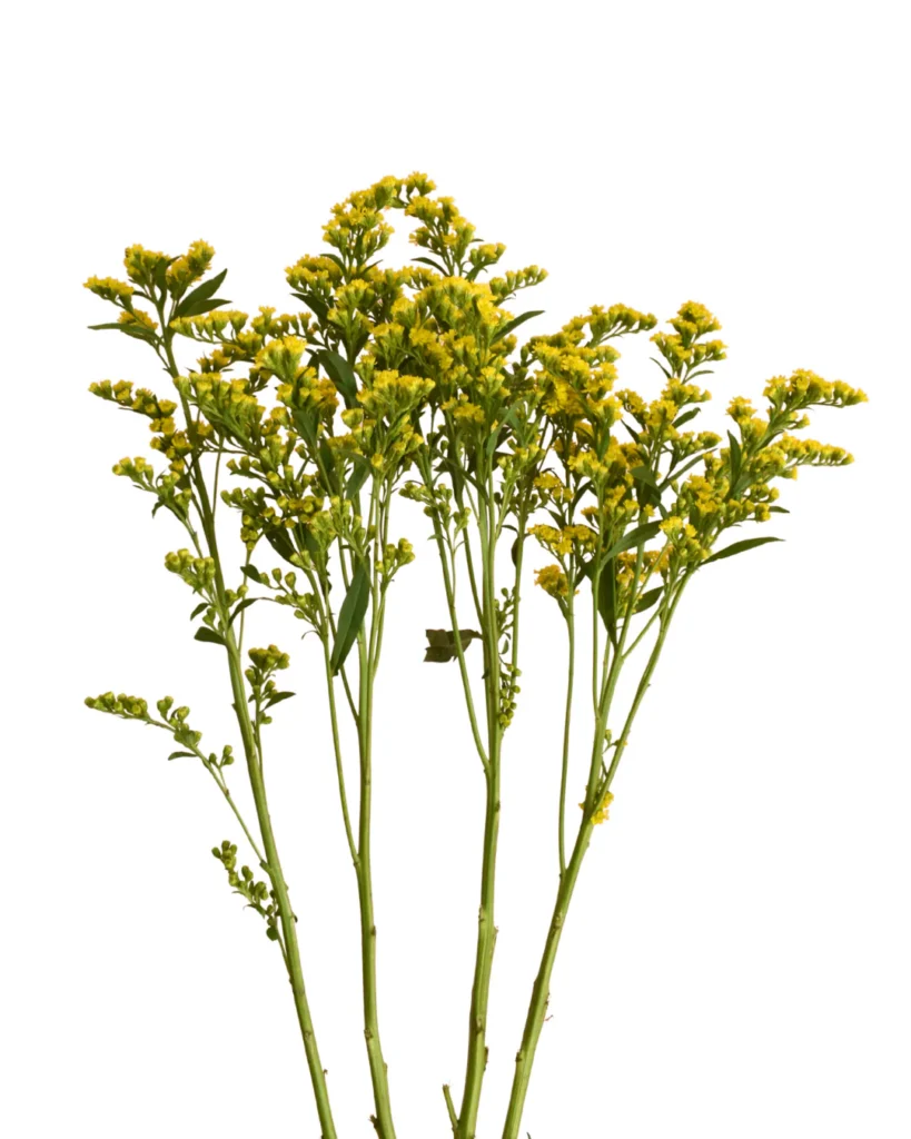 Solidago