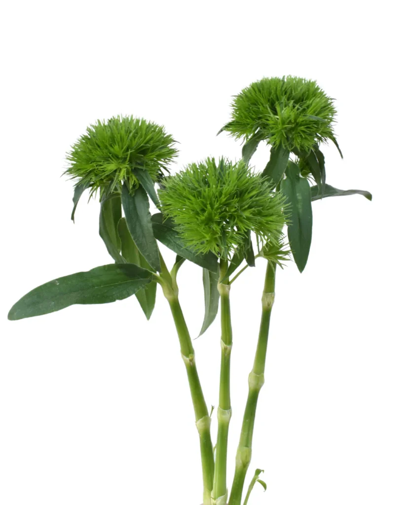 Green Wicky