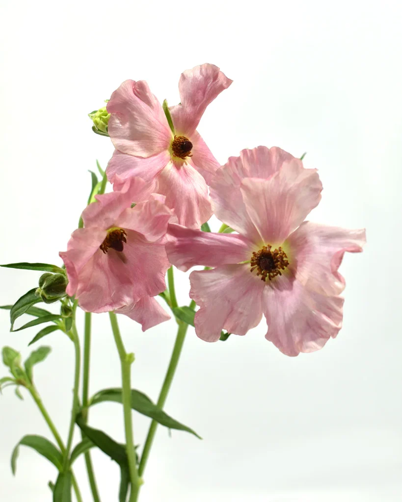 Butterfly Isis Lp-Seasonal Availability