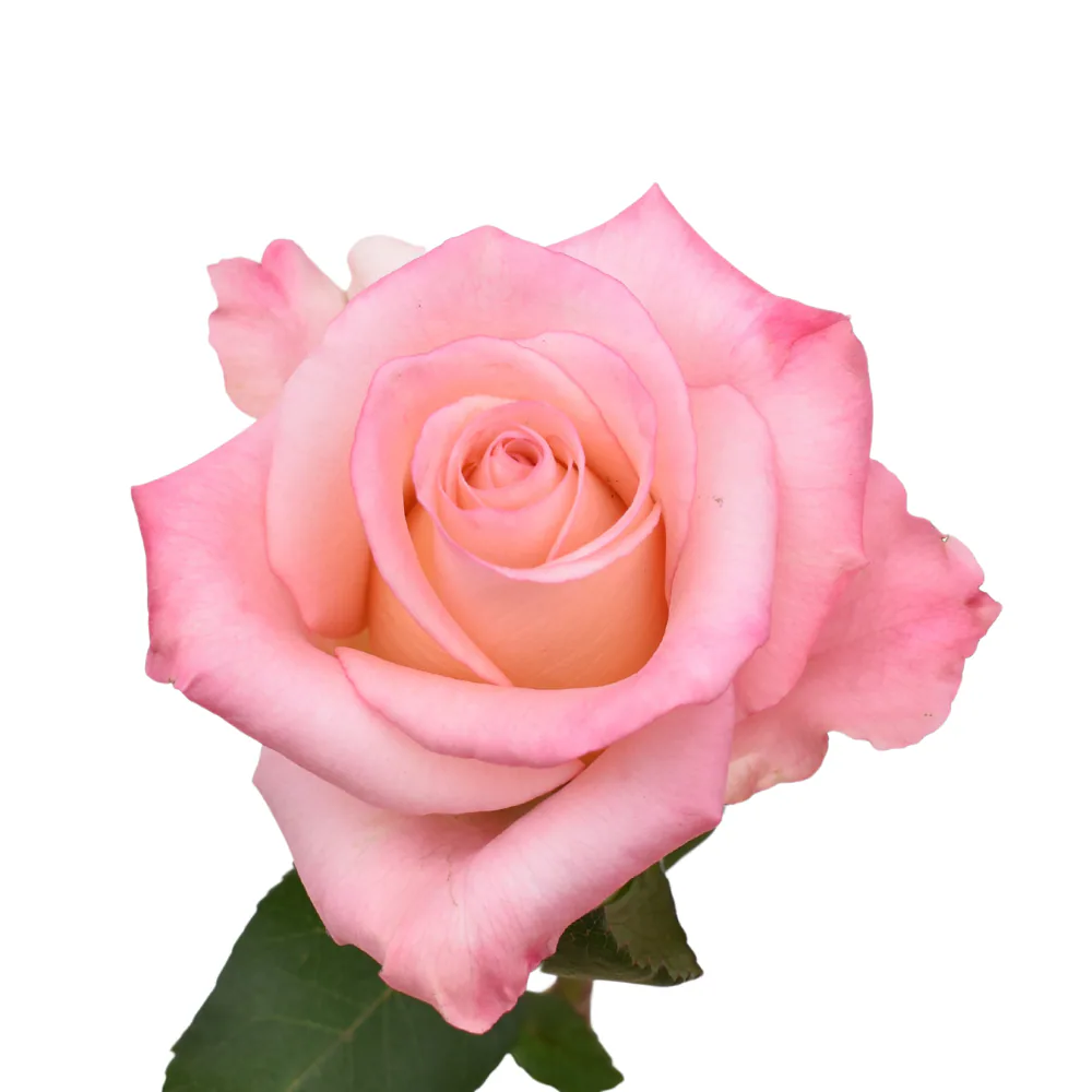 La Vie En Rose