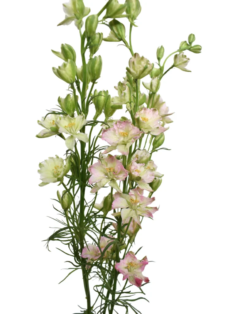 Larkspur King Scarlet