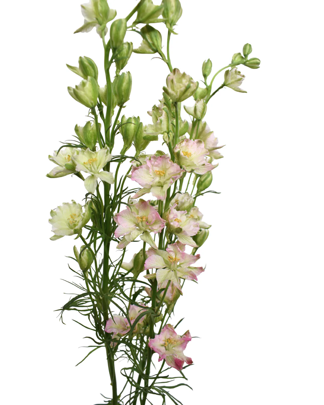 Larkspur King Scarlet — Larkspur