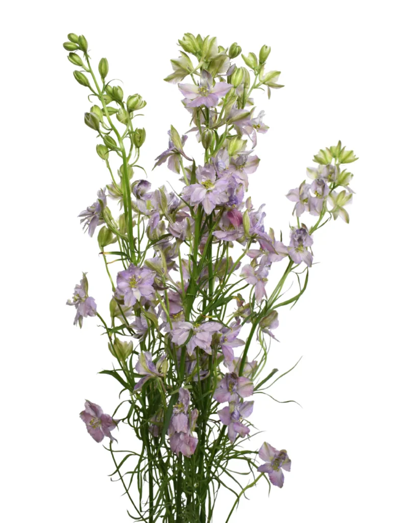 Larkspur
