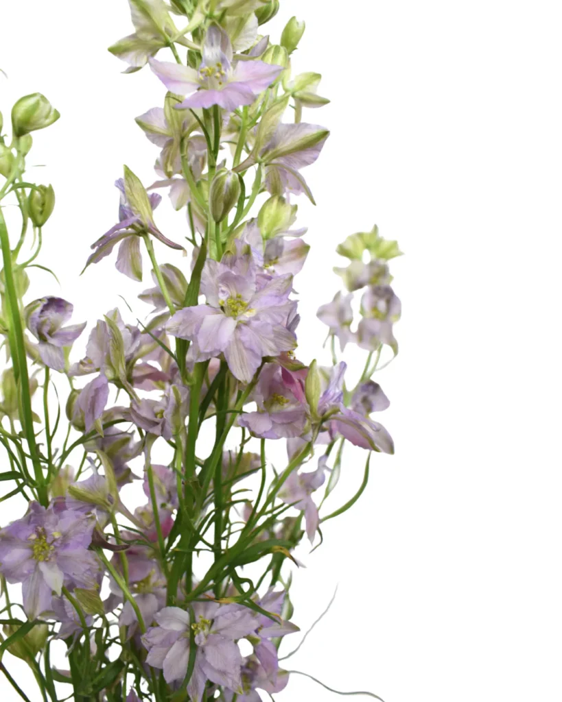 Larkspur Mystic Lavender