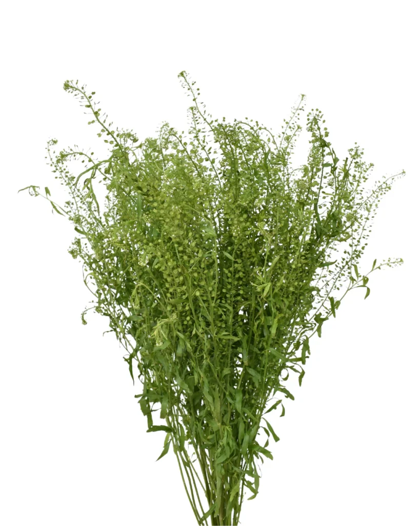 Lepidium