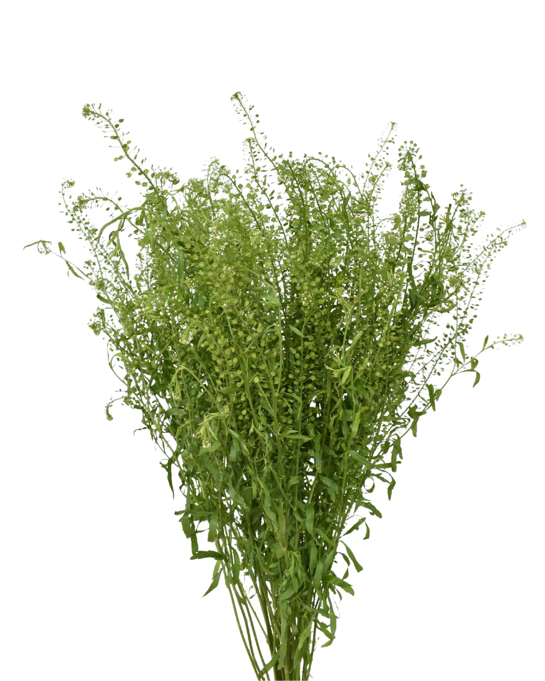 Lepidium — Greenery