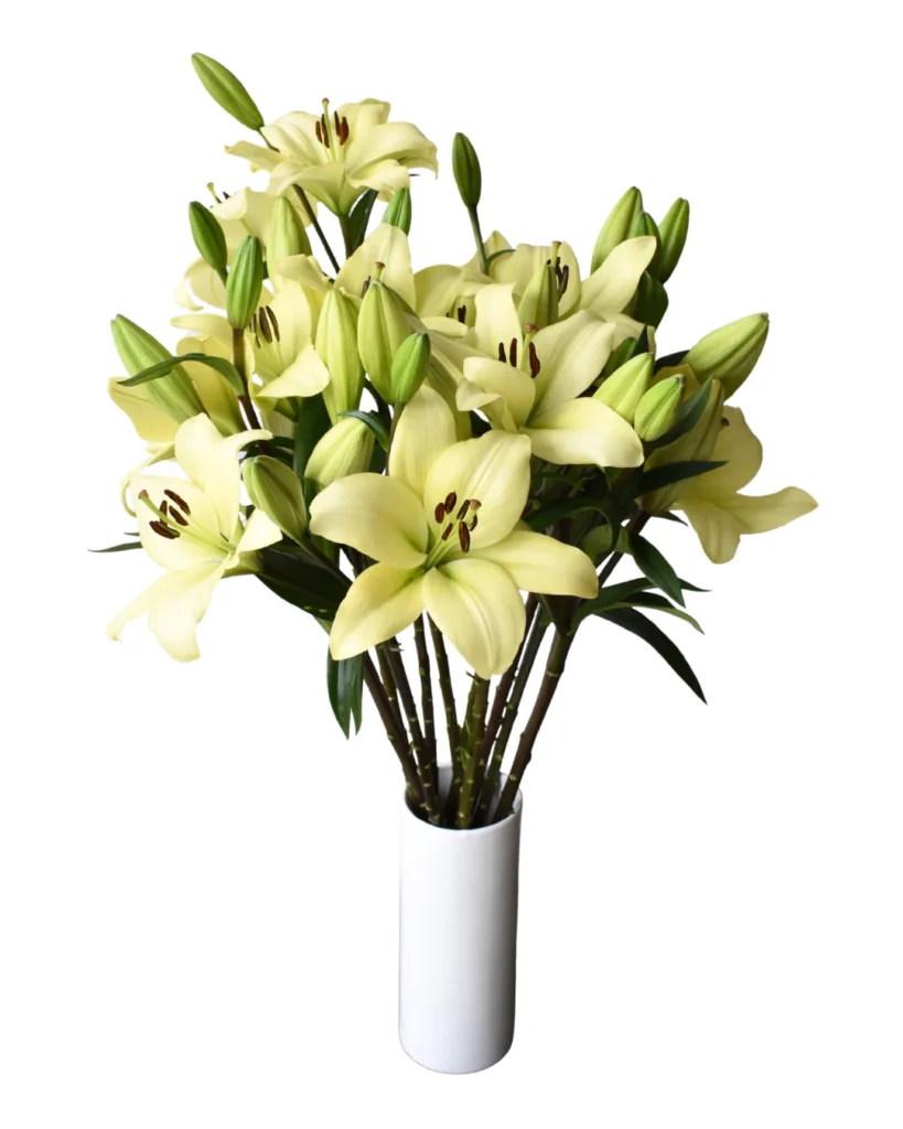 Lilies