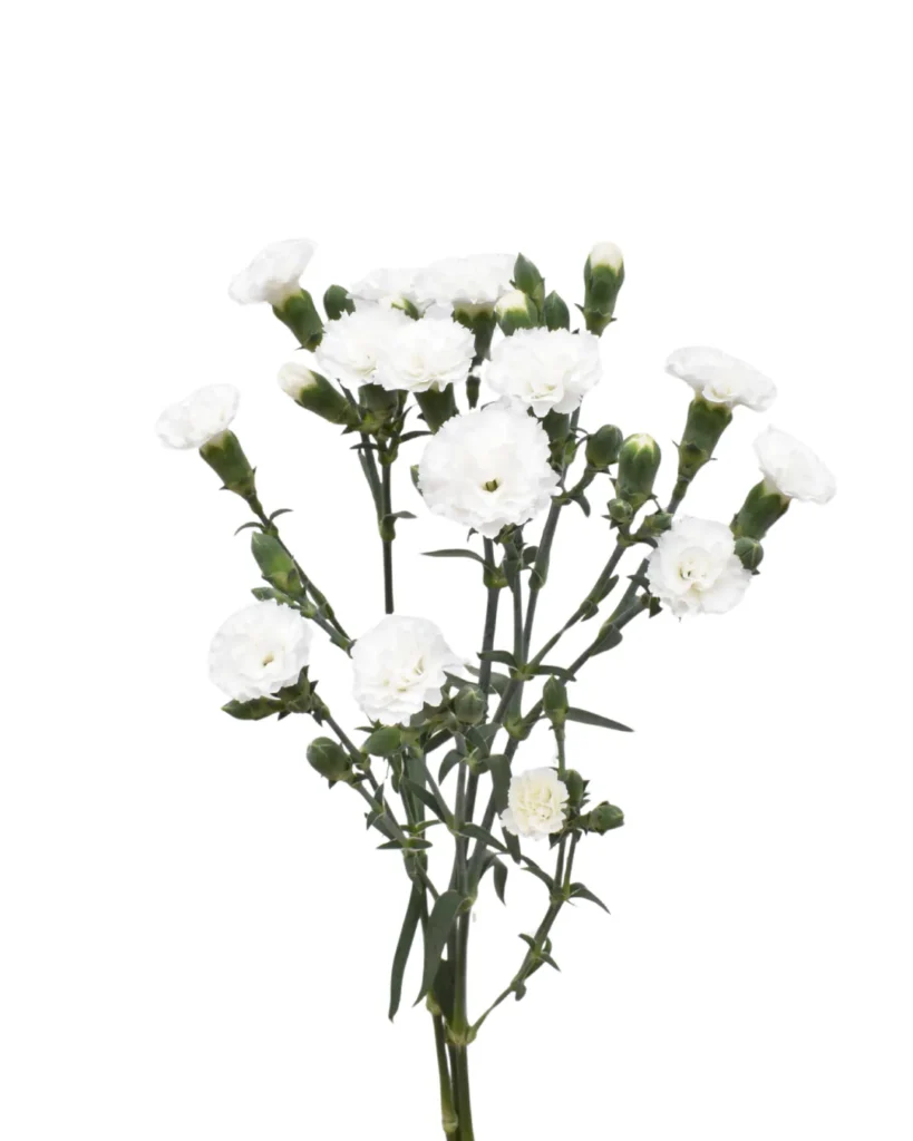 Liliput Nauge