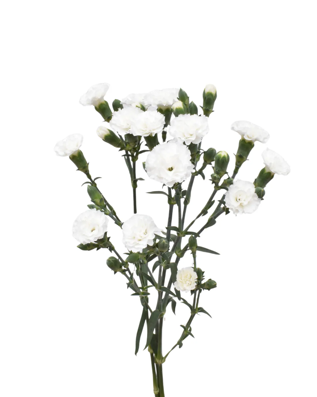 Liliput Nauge — Dianthus