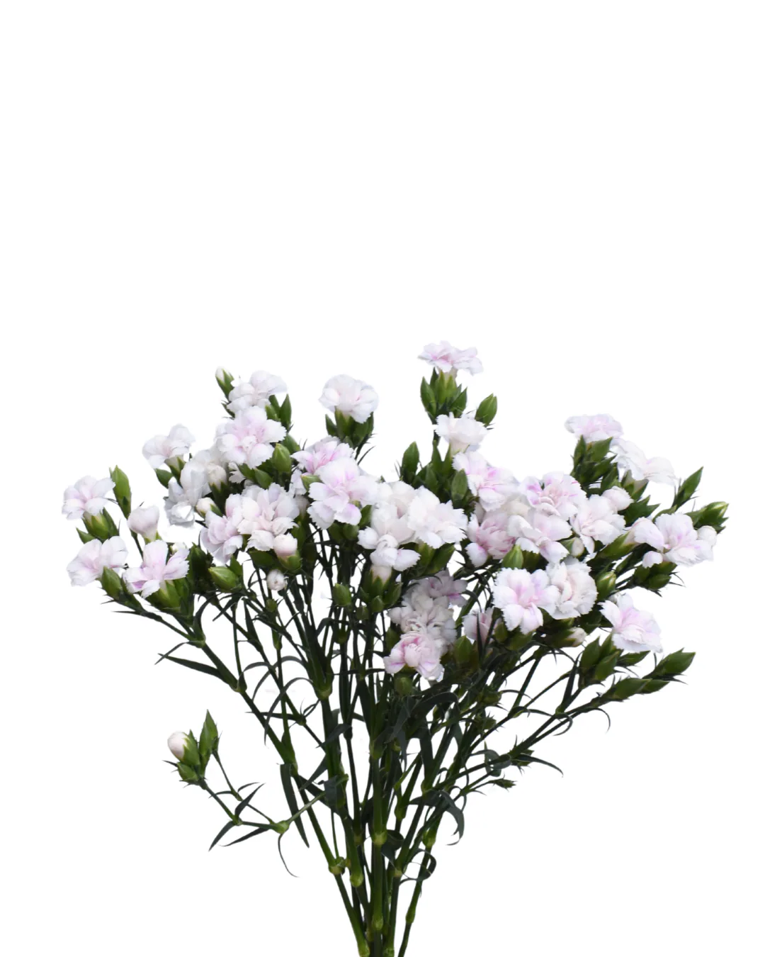Lilliput Magic Frost — Dianthus
