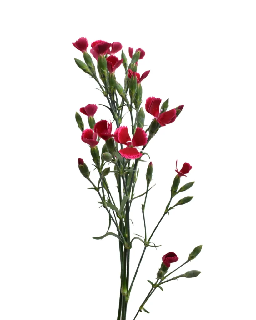Lilliput Rouge