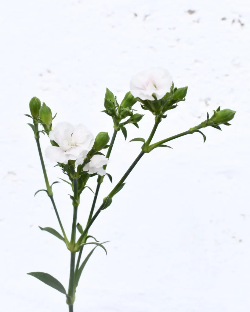 Lilliput Snow