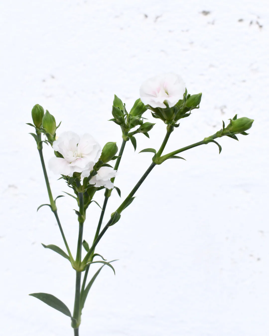 Lilliput Snow — Dianthus