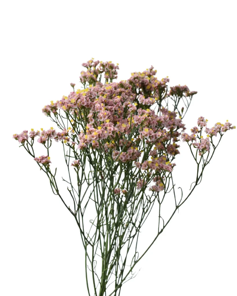Limonium