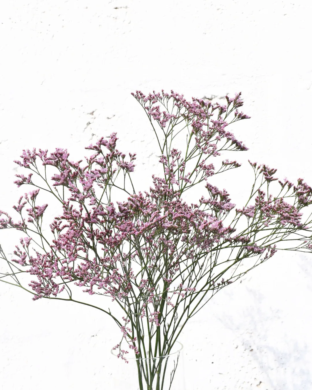 Limonium Oshi Pink — Limonium