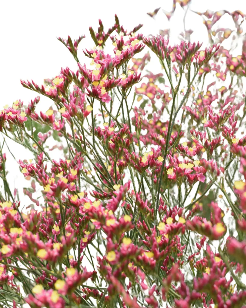 Limonium Pink Beauty