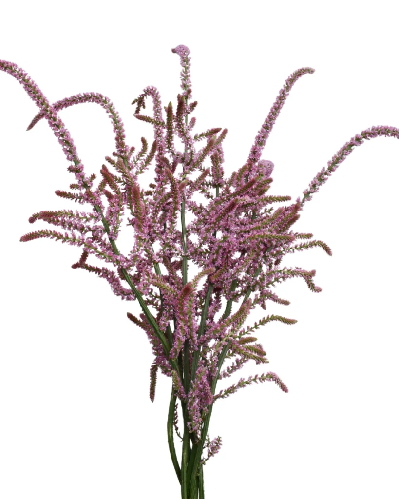 Limonium Pink Poker