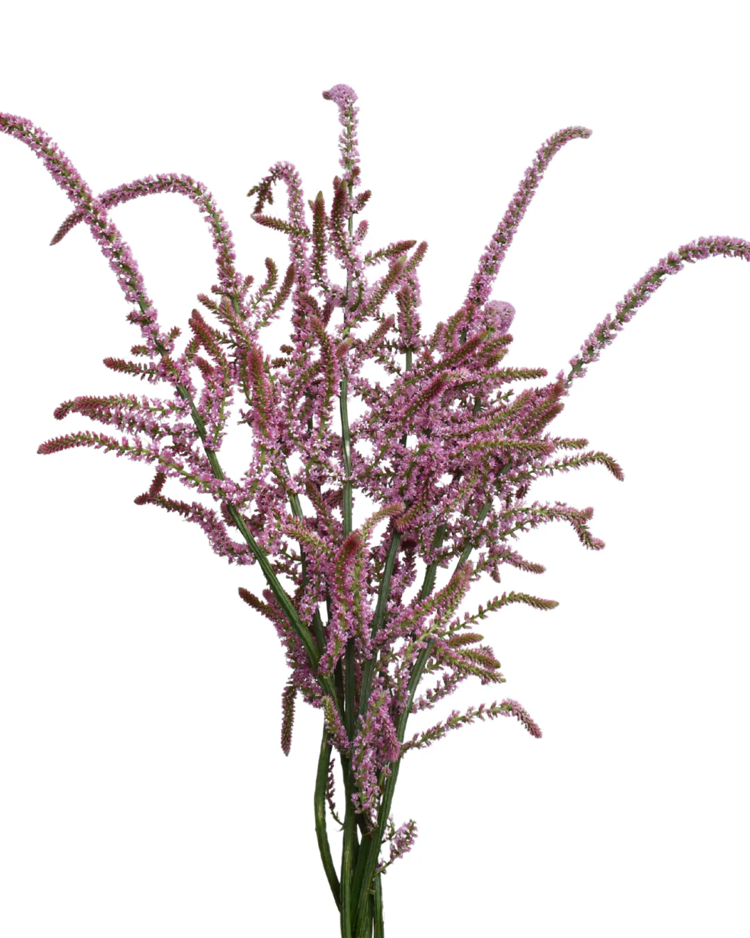 Limonium Pink Poker — Limonium