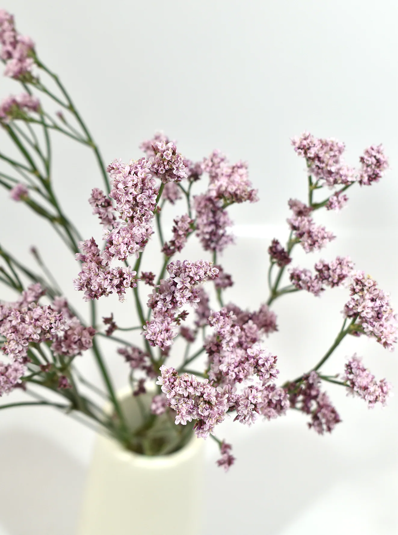 Limonium Silver Pink — Limonium