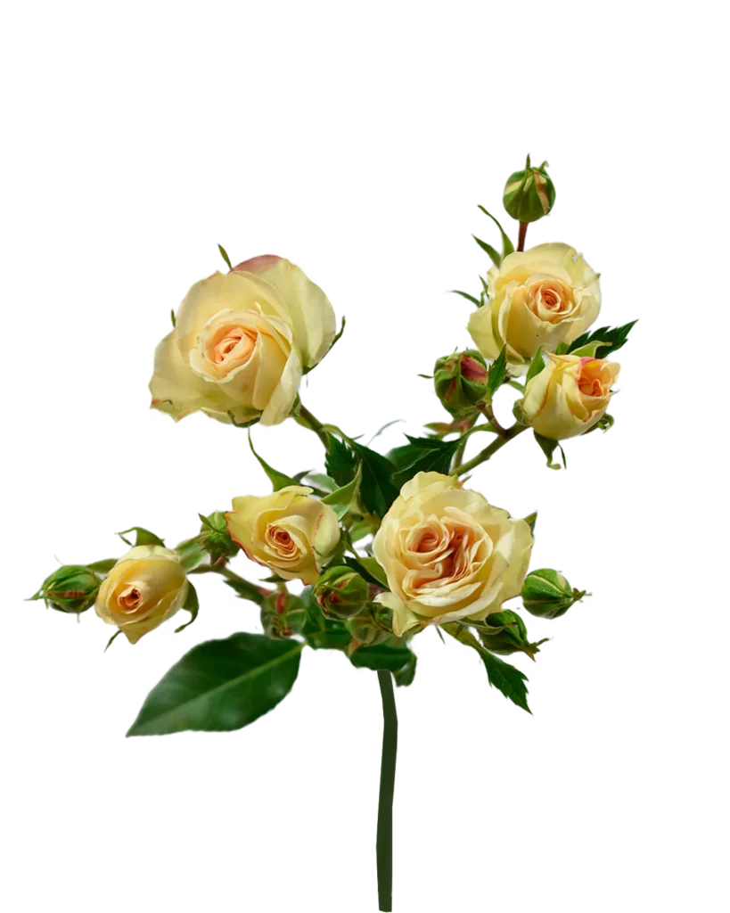 Lesbos Spray Rose