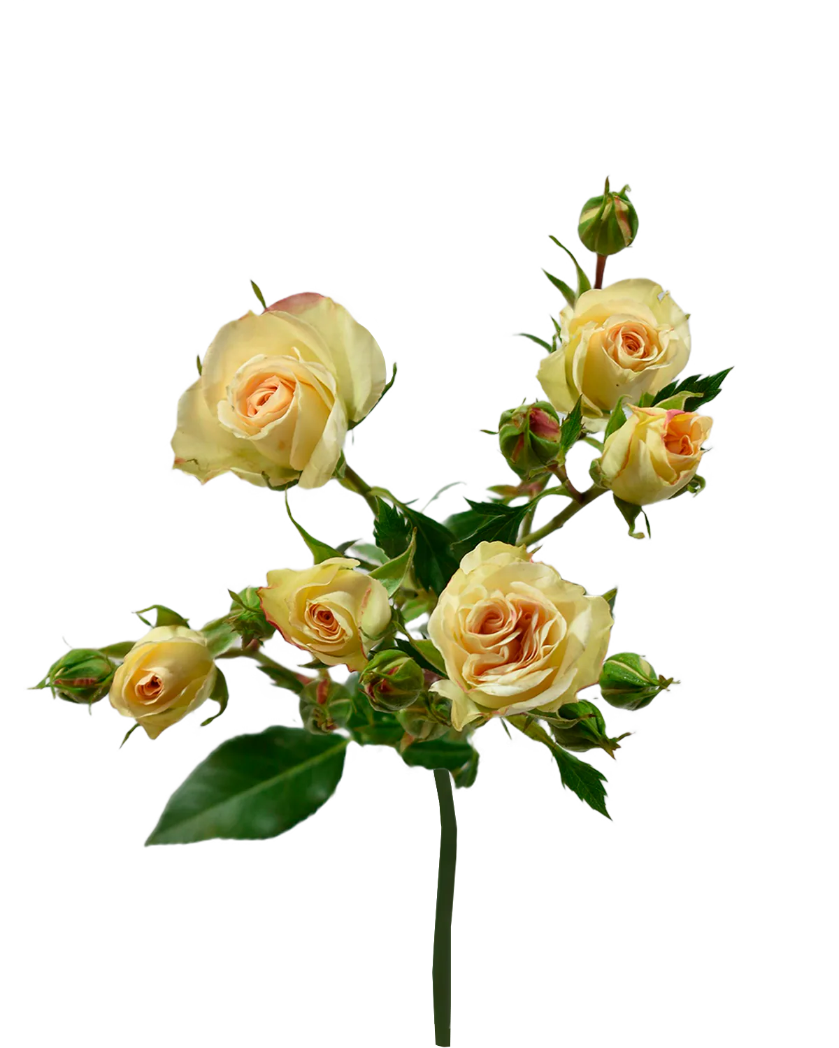 Lesbos Spray Rose — Spray Roses