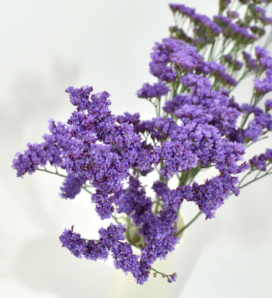 Limonium Deep Lavander