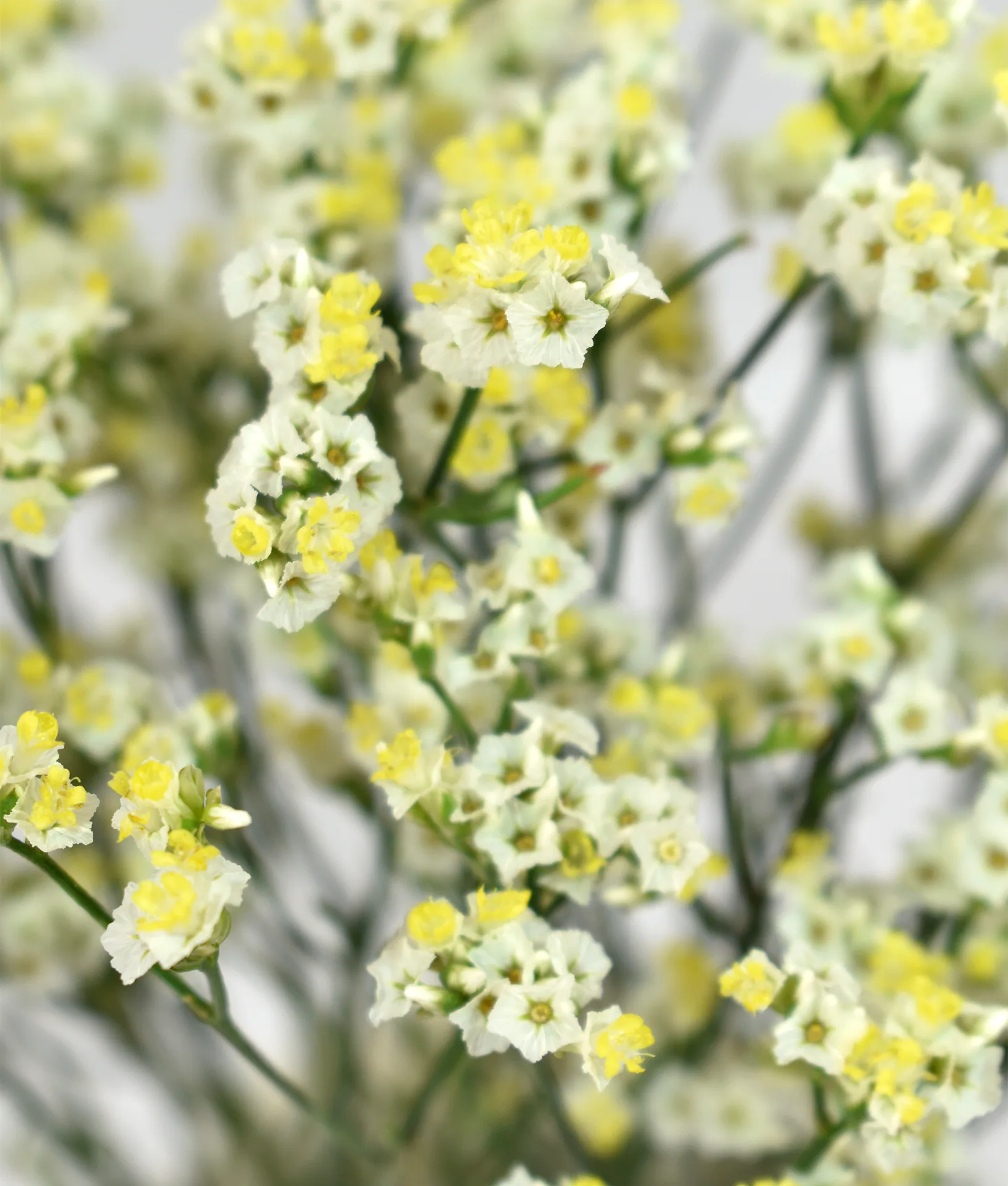 Limonium Piña Colada — Limonium