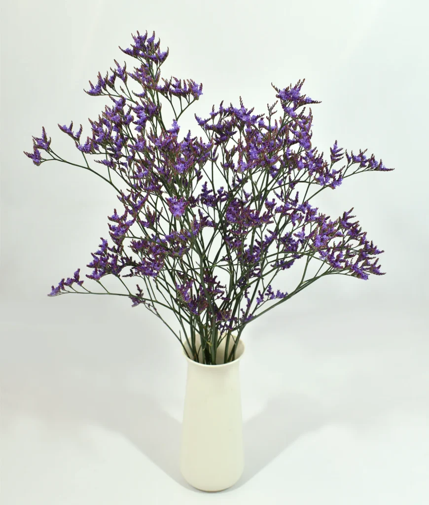 Limonium Shooting Star