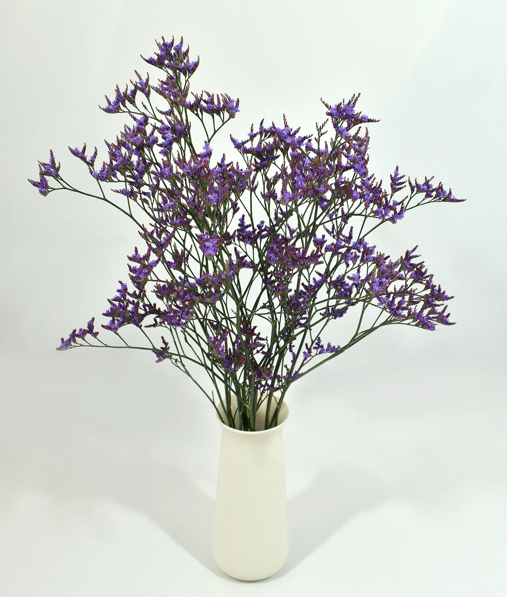 Limonium Shooting Star — Limonium