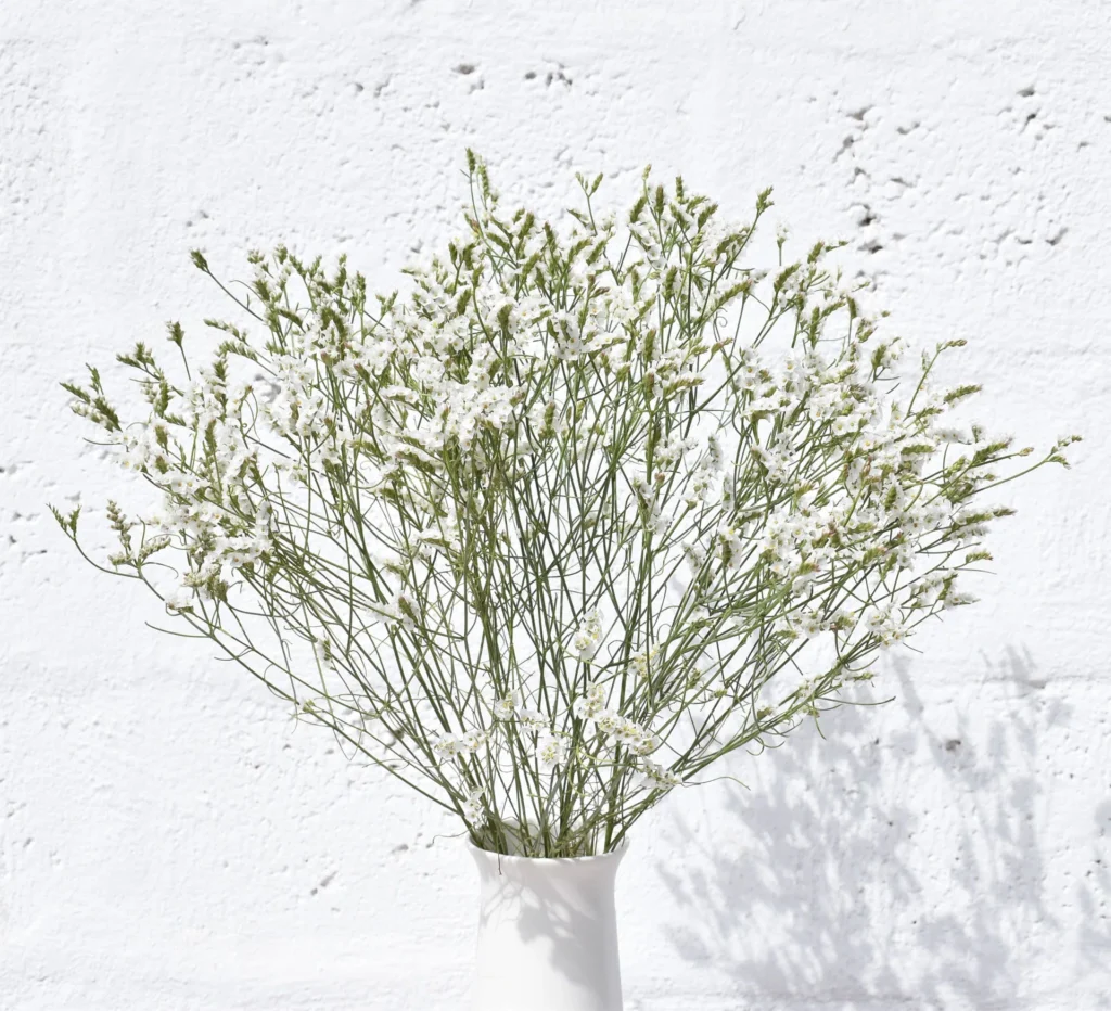 Limonium White & Yellow