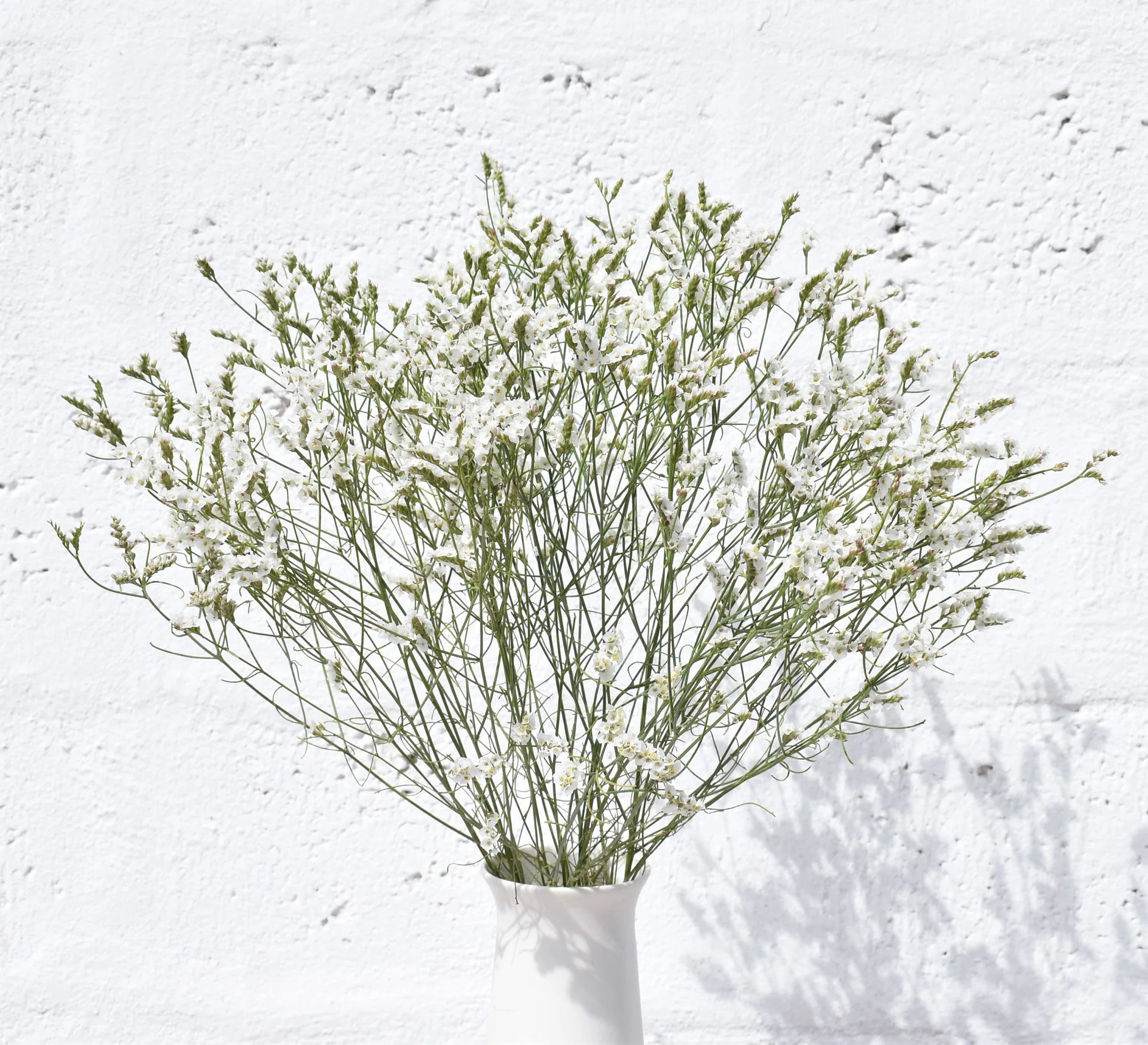 Limonium White & Yellow — Limonium