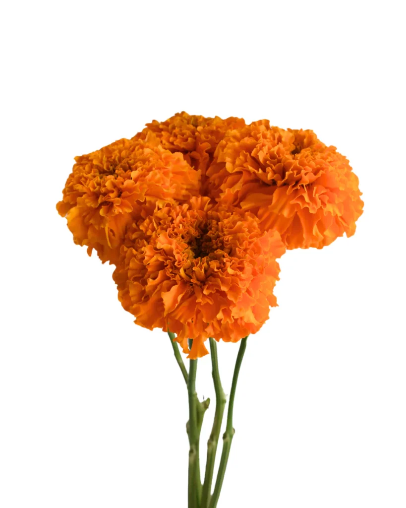 Marigold